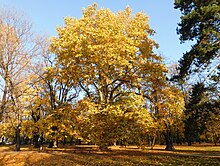 Pomnikowy platan w parku kombatantów jesienią.jpg