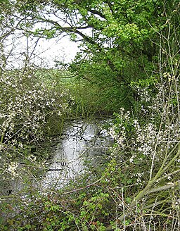 Pond west of Stacy's Farm - geograph.org.uk - 784894