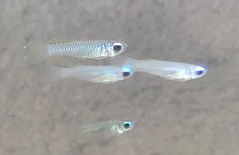 File:Poropanchax normani (Norman's lampeye killifish) 08.jpg