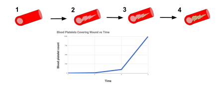 Platelet clotting demonstrates positive feedback. The damaged blood vessel wall releases chemicals that initiate the formation of a blood clot through platelet congregation. As more platelets gather, more chemicals are released that speed up the process. The process gets faster and faster until the blood vessel wall is completely sealed and the positive feedback loop has ended.  The exponential form of the graph illustrates the positive feedback mechanism.