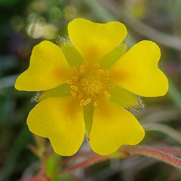 File:Potentilla cryeri, Lea Green 13 (53066257960).jpg