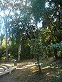 ]] (Vallès Occidental, Baix Llobregat, Barcelonès) (Sant Cugat del Vallès, Barcelona, Cerdanyola del Vallès i altres). This is a a photo of a natural area in Catalonia, Spain, with id: ES510066 Object location 41° 26′ 24″ N, 2° 06′ 36″ E  View all coordinates using: OpenStreetMap