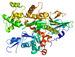 Protéine GSN PDB 1c0f.png