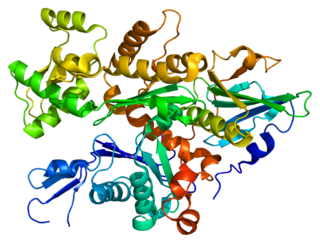 Gelsolin (cellular) protein-coding gene in the species Homo sapiens