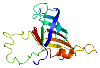 <span class="mw-page-title-main">POLR2H</span> Protein-coding gene in the species Homo sapiens