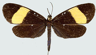 <i>Proutiella latifascia</i> Species of moth