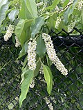 Thumbnail for File:Prunus-serotina-flowers.jpg