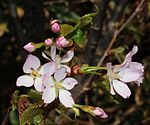 Prunus nipponica (budskaber). 
 JPG