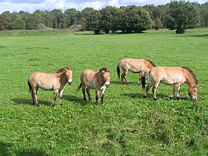 Przewalski's Horse