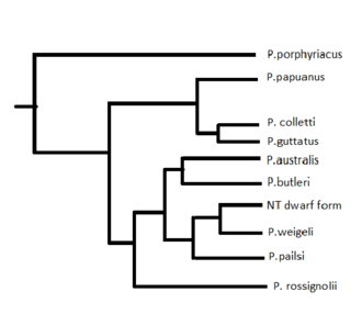 Phylogenetic tree of species within Pseudechis. The NT dwarf form is an undescribed species. After Maddock et al. 2017. Pseudechis Bayesian species tree.png