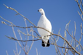 Paprastoji žvyrė žiemišku plunksnų apdaru (Aliaska)