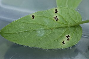 Puccinia arenariae on Chickweed