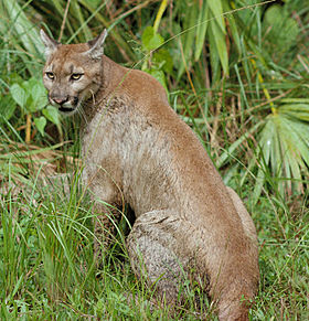 Puma concolor coryi cropped.jpg
