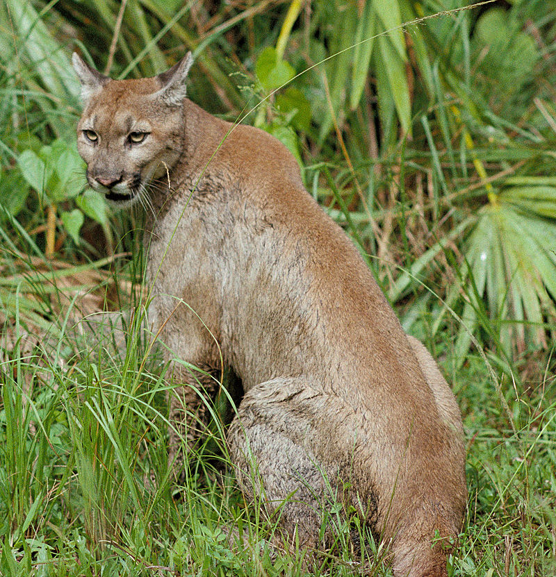 Individ från sydöstra USA; lokala populationen kallas på engelska "Florida panther"