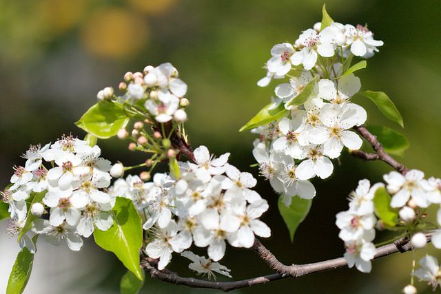 640px-Pyrus_calleryana_callery_pear_blossom.jpg