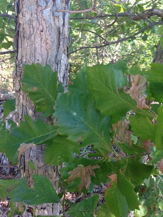 <i>Quercus <span style="font-style:normal;">×</span> deamii</i> Hybrid of oak tree