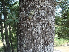 Casca de cerquiño (Quercus pyrenaica)