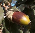 Close-up of acorn.