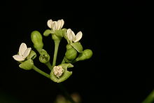 RMM 475 Montiniaceae-Kaliphoraceae Grevea madagascariensis Baill. Мейнтирано, Фот. PG 04 03 08 IMG 3060.JPG