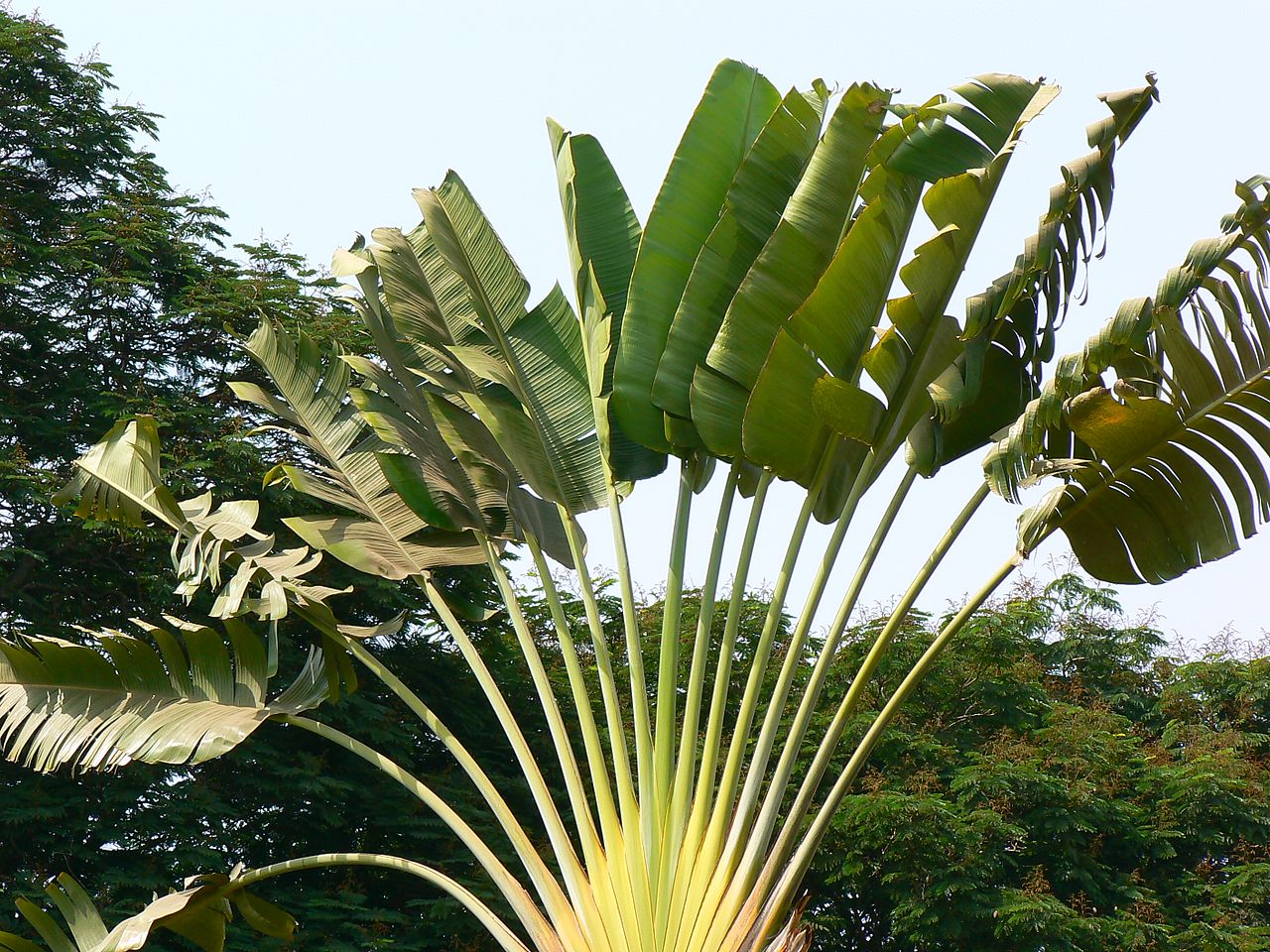 RW PAISAGISMO: ESCULTÓRICA: RAVENALA OU ÁRVORE-DO-VIAJANTE