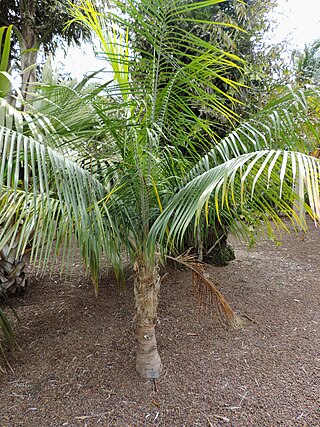 <i>Ravenea glauca</i> Species of palm