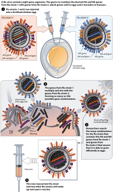 Schematic of influenza vaccine creation Reassortment.svg