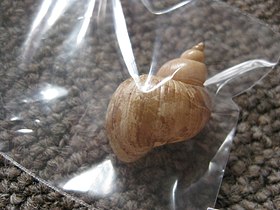 Uma concha de Recluzia lutea (Bennett, 1840) numa sacola plástica, coletada no litoral da Nova Zelândia, em Northland.