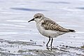 * Nomination: Red-necked stint (Calidris ruficollis) non breeding --Charlesjsharp 12:11, 25 February 2024 (UTC) * Review Looks tilted and too much sharpening --Poco a poco 12:36, 25 February 2024 (UTC)