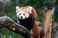 Red Panda (16166719831).jpg
