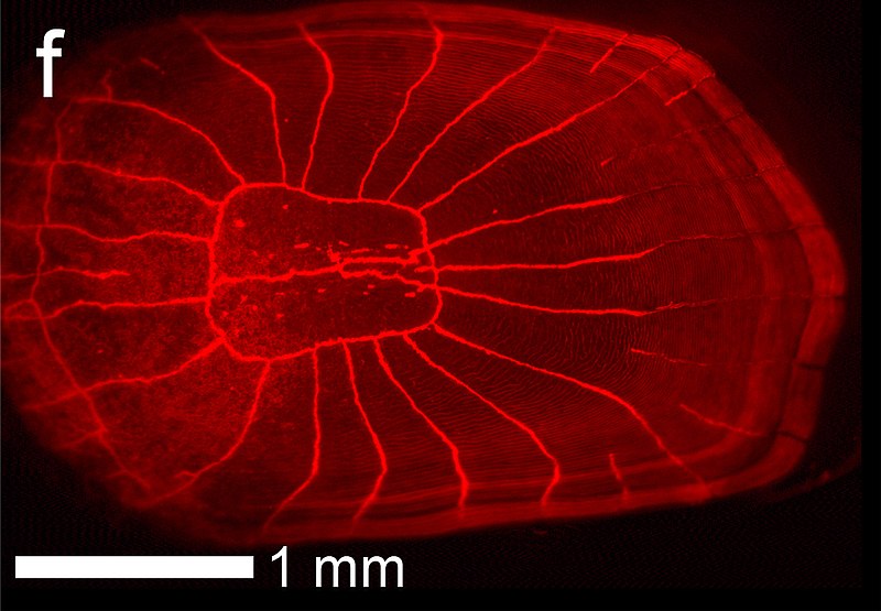 File:Red fluorescence in Pseudocheilinus evanidus.jpeg