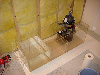 A sump with three compartments including a protein skimmer Reef Aquarium New Sump.jpg
