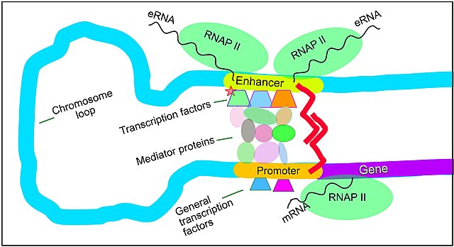 Regulation of transcription in mammals. An active enhancer regulatory region is enabled to interact with the promoter region of its target gene by for