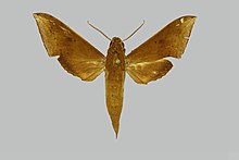 Rhagastis acuta BMNHE812975 male up.jpg