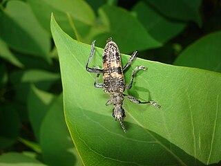 <i>Rhagium mordax</i> species of beetle