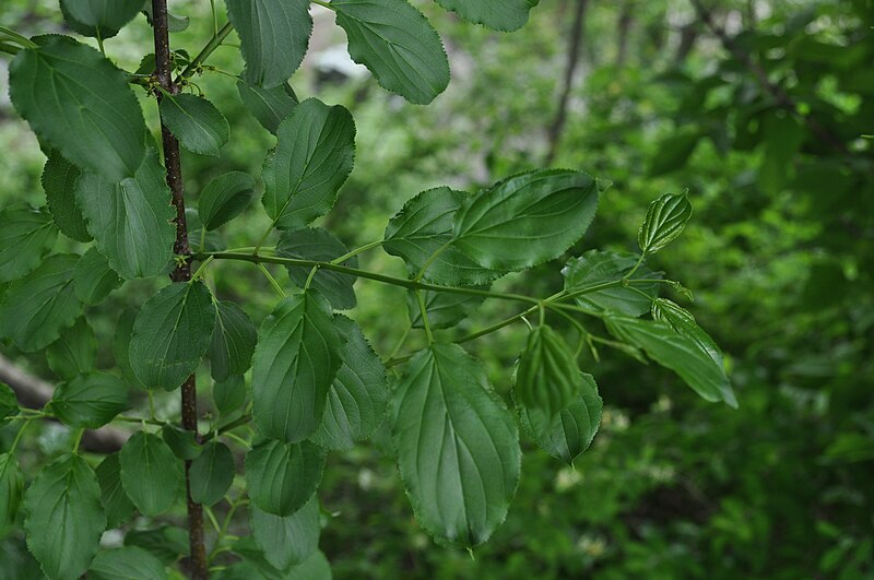 File:Rhamnus cathartica - leaves, stem (18440293144).jpg