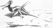 One of the first ever restorations of Rhamphorhynchus, shown with tracks now known to belong to Mesolimulus Rhamphorhynchus reconstruction Riou 1863.jpg