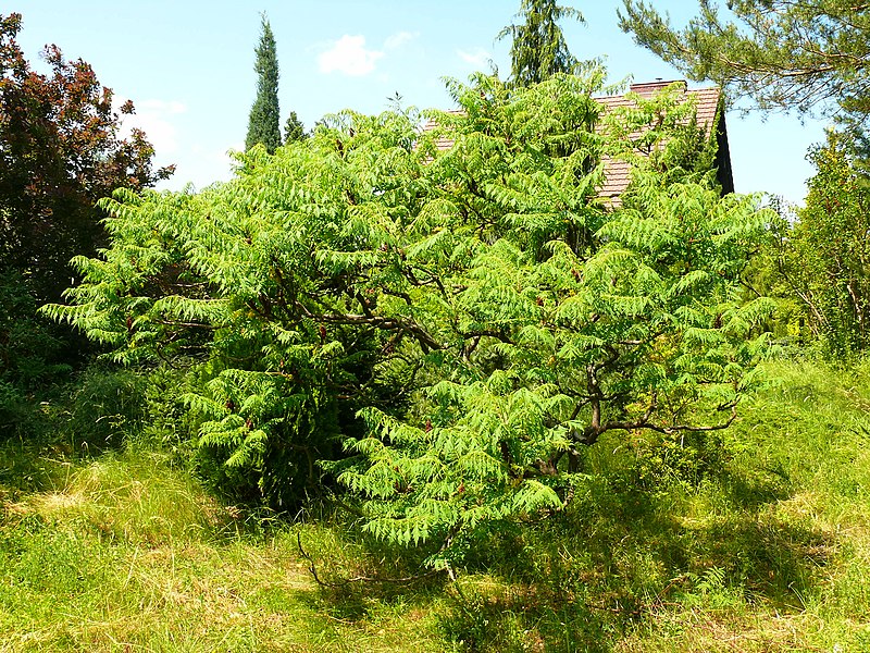 File:Rhus typhina 'Dissecta'2.JPG