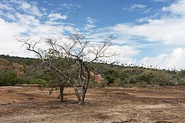 Dry season at Rinca