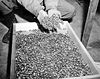 Wedding rings stolen from Holocaust victims (like these found during Buchenwald's liberation) were among valuables typically laundered through Max Heilinger accounts.