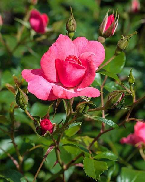 File:Rosa 'Bad Birnbach' (actm).jpg