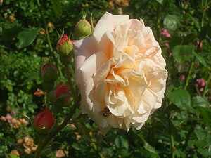 'Abraham Darby'