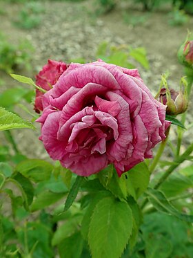 Duchesse de Galliera (pembe) makalesinin açıklayıcı görüntüsü