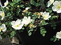 Rosa arvensis