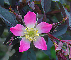 Rosa glauca B.jpg