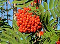 European Rowan fruit