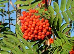 Miniatura para Sorbus subg. Sorbus