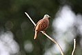 Ruddy Ground-Dove (Columbina talpacoti) (4090128418).jpg