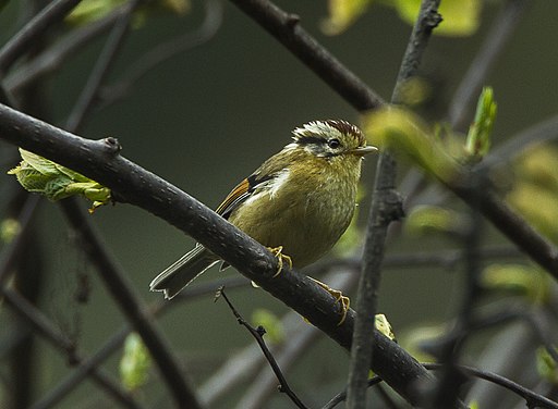 Rufous-winged Fulvetta - Bhutan S4E8916 (19551630451)