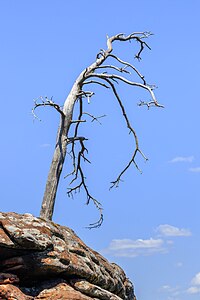 Dead tree Wernersberg Germany