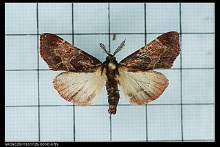 <i>Sacada</i> (moth) Genus of moths